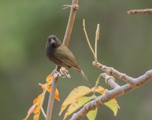 Imature, Black Finch, Château Dubuc, Martinique